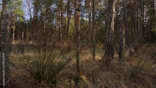 walk through a dry swamp in a beautiful spring forest