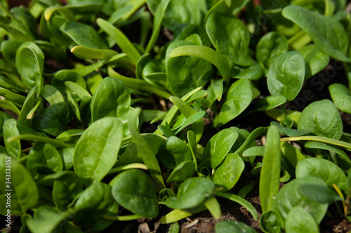 Wallpaper Mural Spinach plantation in the field. Torontodigital.ca