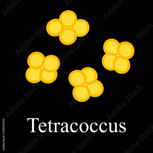 Tetraccoci structure. Bacteria tetracoccus. Infographics. Vector illustration on isolated background.