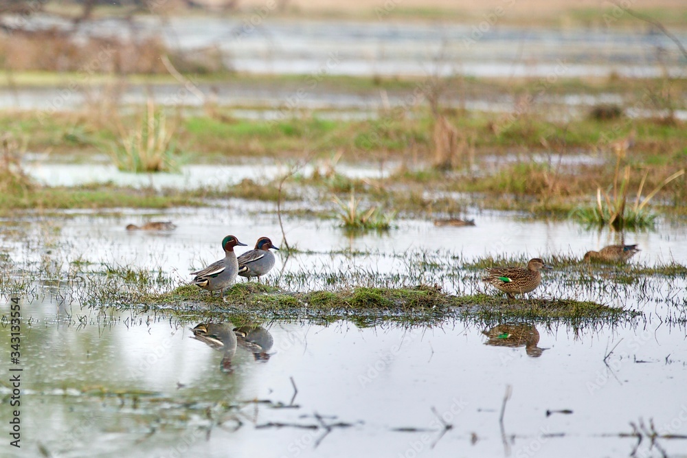 The Eurasian teal, common teal, or Eurasian green-winged teal (Anas crecca); Wetlands, Keoladeo National Park Rajasthan, India.
These small dabbling ducks feeds on seeds and aquatic invertebrates. The Eurasian teal, common teal, or Eurasian green-winged teal (Anas crecca); Wetlands, Keoladeo National Park Rajasthan, India.
These small dabbling ducks feeds on seeds and aquatic invertebrates.