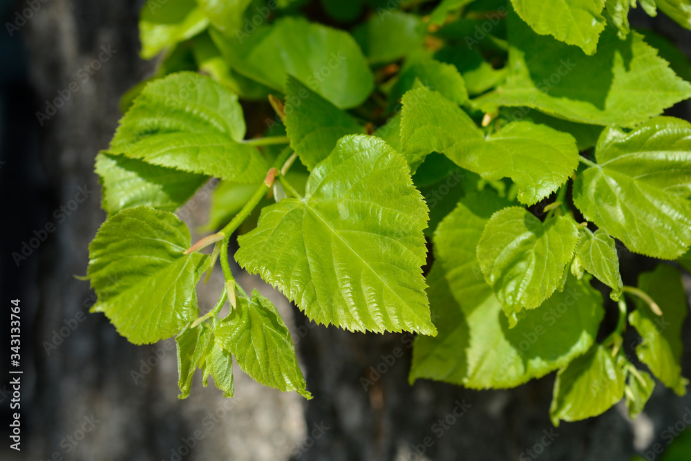 Obraz premium Small-leaved lime