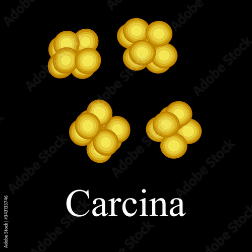 The bacterium sarcina. Infographics. Vector illustration on isolated background