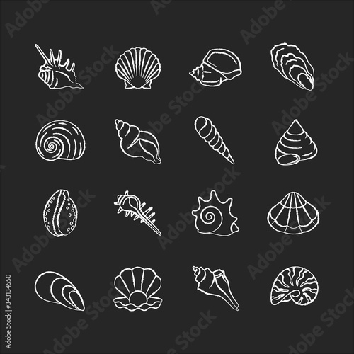 Seashells chalk white icons set on black background