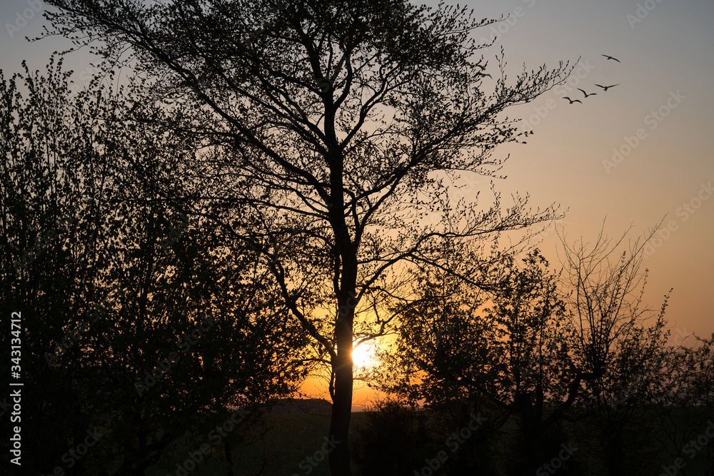 Romantischer Sonnenaufgang, Sonnenuntergang auf dem Land - oranger Himmel, Bäume und Äste als Schatten, im Hintergrund der Hesselberg
