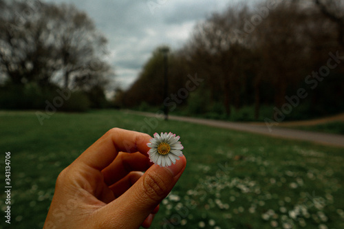 flower in the hand