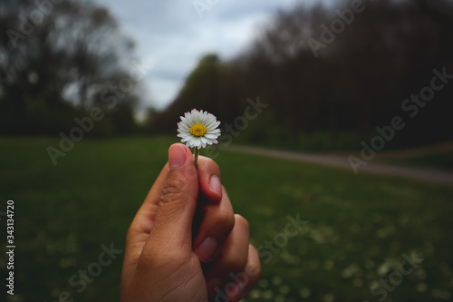 daisy in the hand