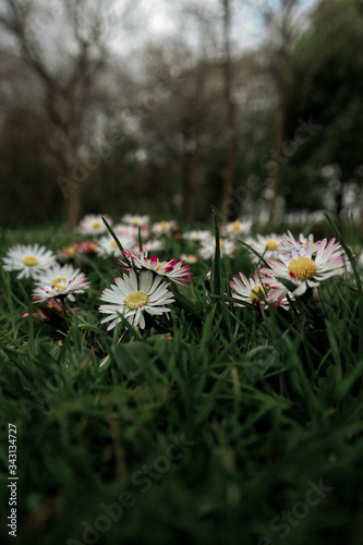 flowers in the garden