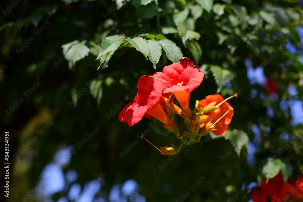 red flower of Liana campsis