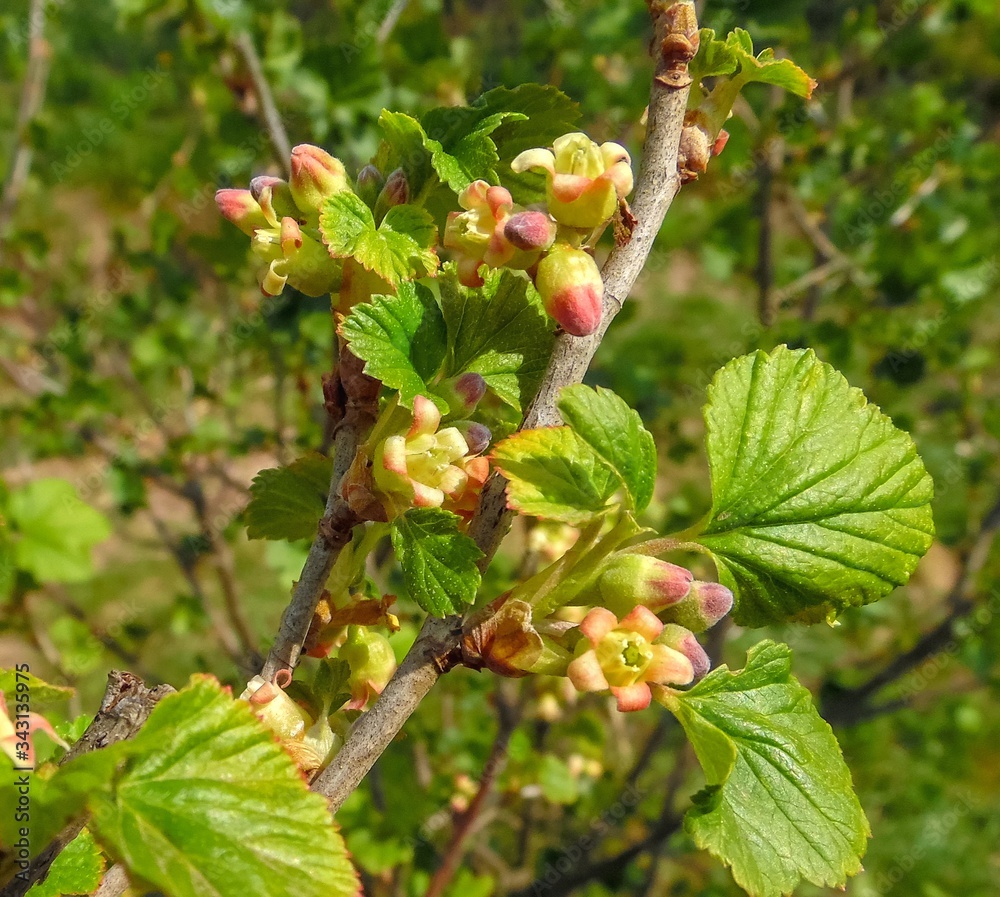 Fototapeta premium young buds and flowers of black currant against the background of a spring garden