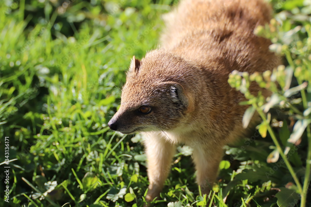 Fototapeta premium Portrait de mangouste jaune