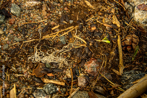 Isopods at the shore