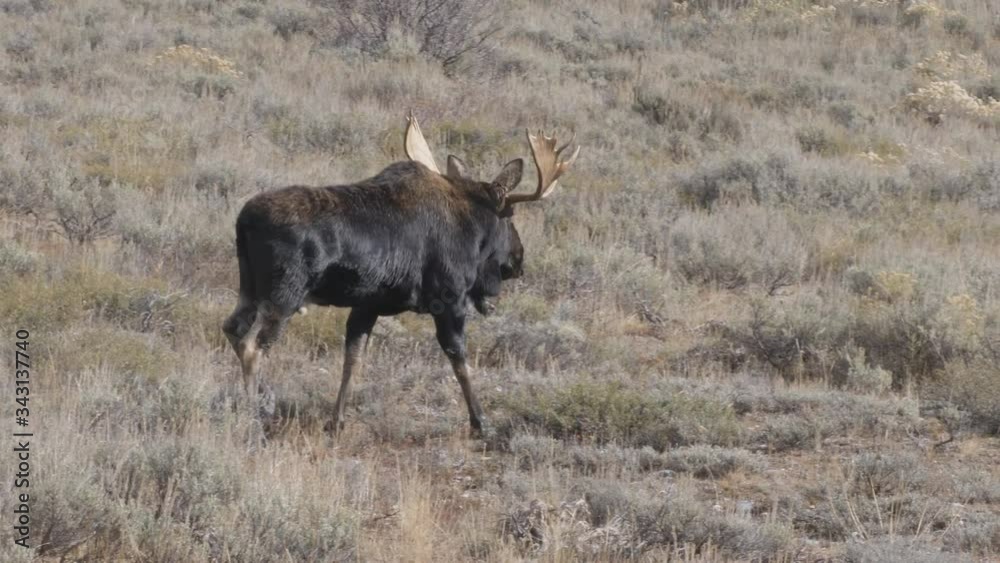 a bull moose walks across a sagebrush meadow at grand teton national park in wyoming, usa a bull moose walks across a sagebrush meadow at grand teton national park in wyoming, usa