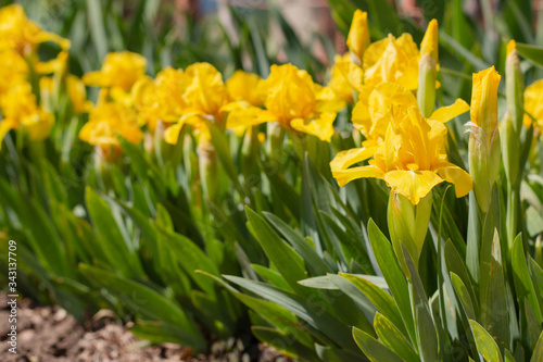 Lush yellow daffodils in a flower bed under the sun