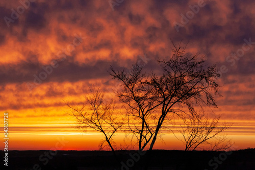 Silhouette of a delicate tree in front of colorful sunset clouds that are orange  yellow  blue  purple and pink.