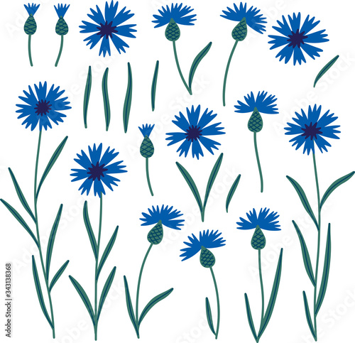 Set of hand drawn cornflowers. Vector isolated illustration in flat style