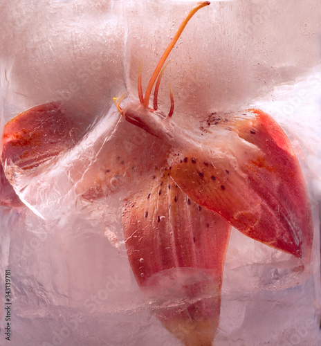Background of  lily  flower   in ice   with air bubbles.