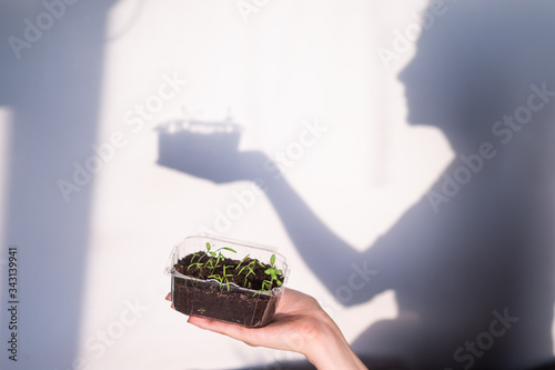 A woman holds out micro greens grown at home - a shadow from her silhouette falls on the wall
