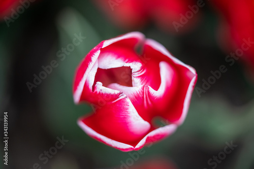 Top down tulip bulb with focus gradient