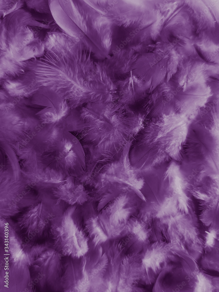 Beautiful abstract white and purple feathers on white background and soft white feather texture on white pattern and purple background, feather pink background , purple banners