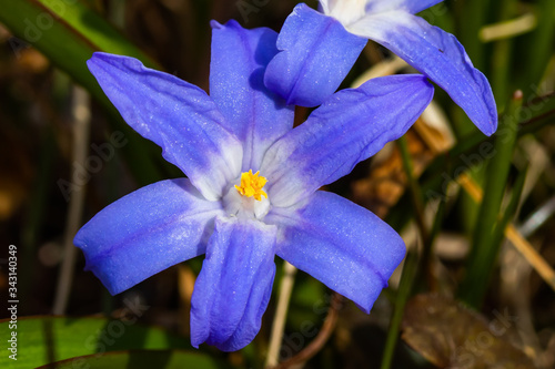 Closeup of blooming blue scilla luciliae flowers in sunny day. First spring bulbous plants. Selective focus. © Elena Noeva