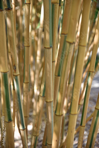 Bambou brun au jardin