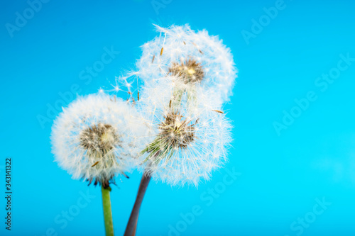Dandelion on a blue background. Fluffy flower  plant seeds  closeup flower  nature around us.