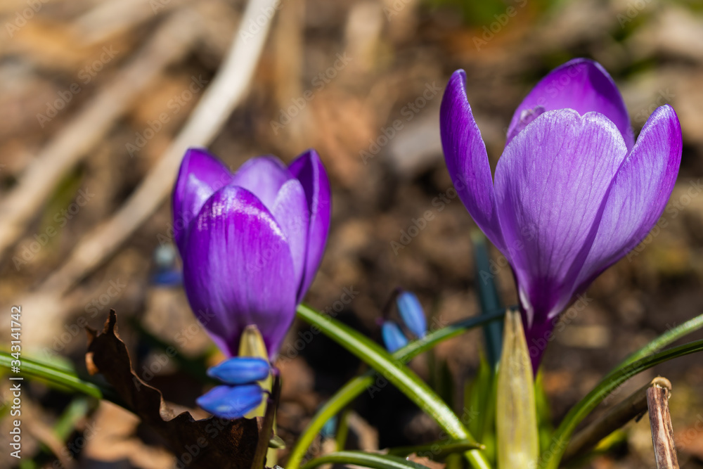 Violet beautiful crocuses in early spring garden. Soft selective focus. Violet beautiful crocuses in early spring garden. Soft selective focus.