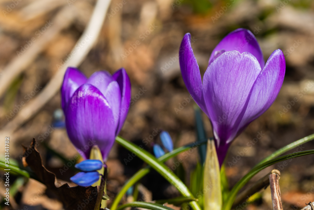 Violet beautiful crocuses in early spring garden. Soft selective focus. Violet beautiful crocuses in early spring garden. Soft selective focus.