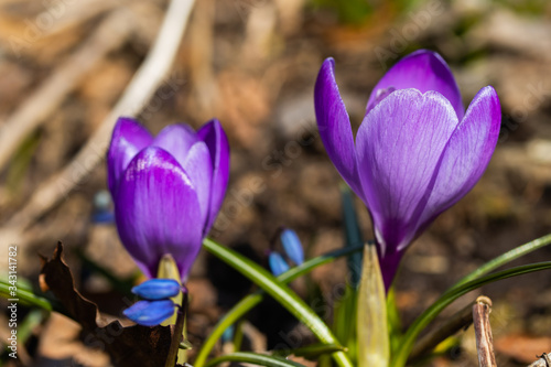 Violet beautiful crocuses in early spring garden. Soft selective focus. © Elena Noeva