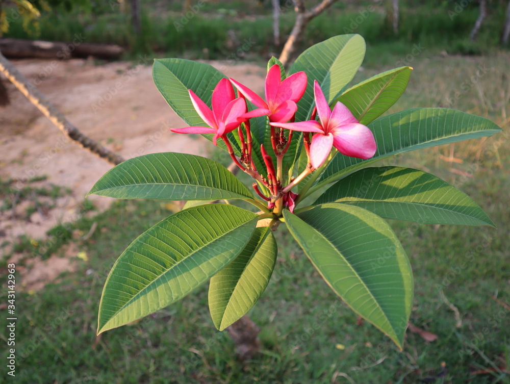 Red plumeria under natural light when the sun is setting Red plumeria under natural light when the sun is setting