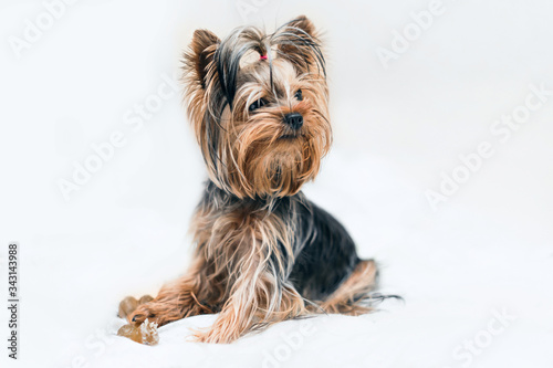 Sweet Yorkshire Terrier puppy plays and nibbles the bone in front on a white background