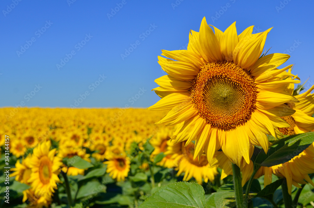 Yellow sunflowers grow in the field. Agricultural crops.