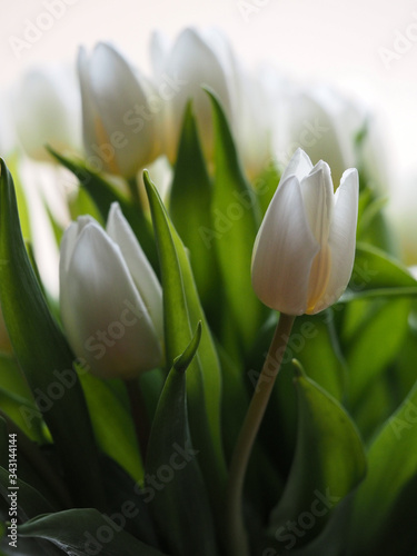 Tulips white