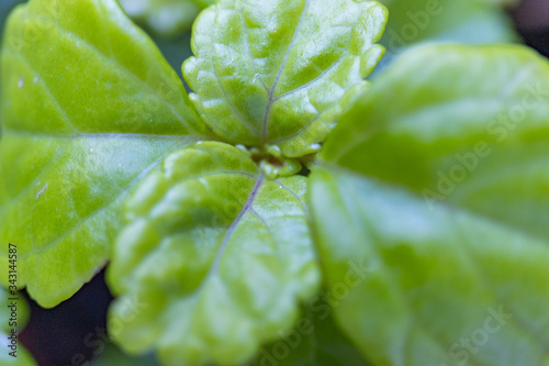 Spring and natural green plant close-up view valid for background with space for text