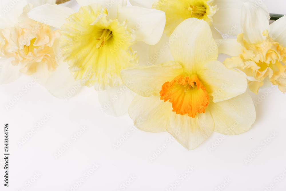 Fototapeta premium Pretty yellow daffodils on white background isolated