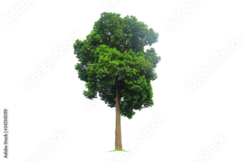 1 complete green tree from nature separated on a white background