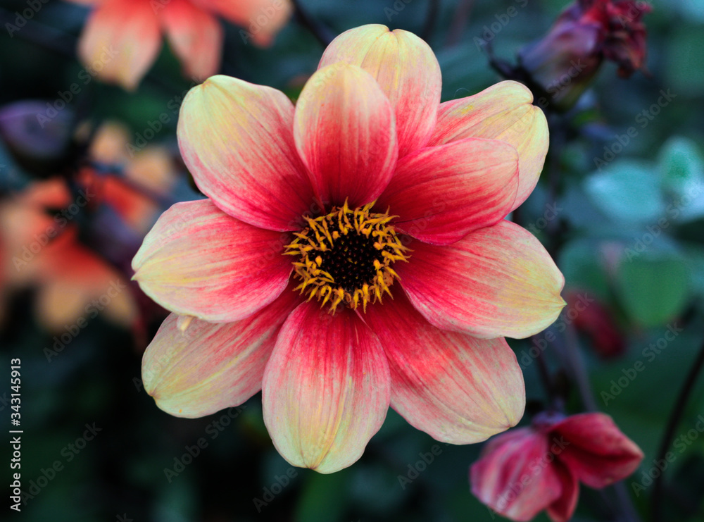 beautiful flowers in nature in the botanical garden beautiful flowers in nature in the botanical garden