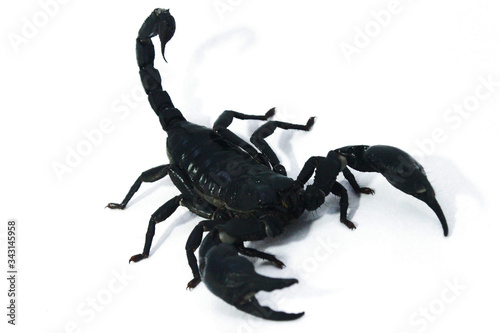 Black scorpion beetle crawling poisonous dangerous animals