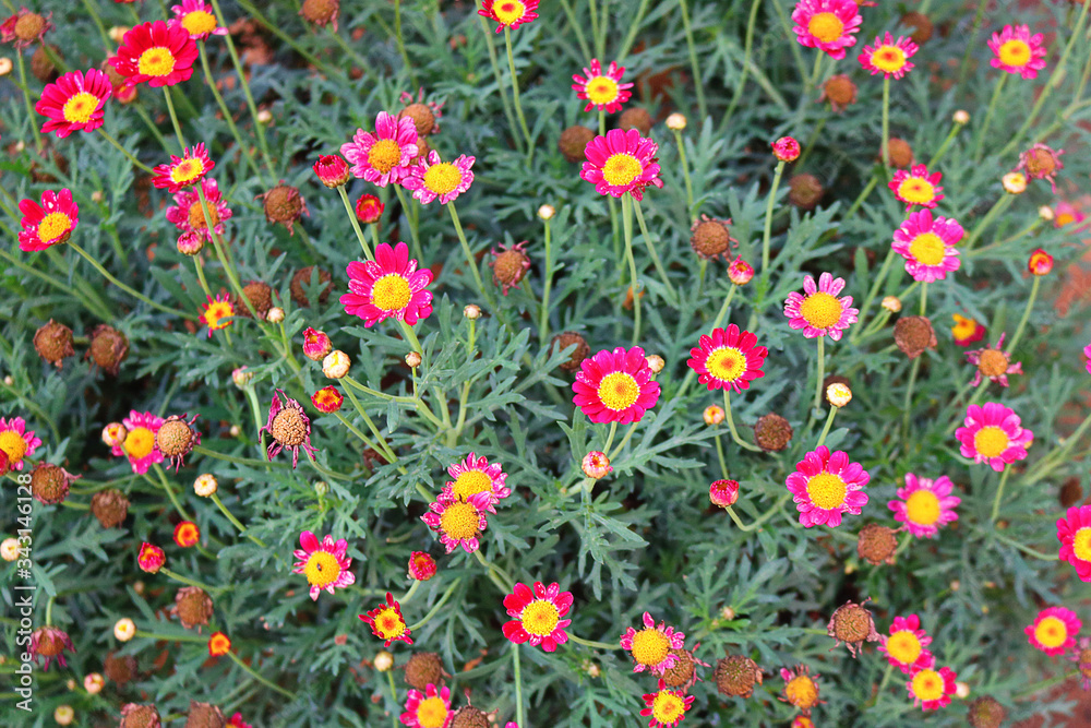 field of initensive pink and yellow flowers with a green background of branches and leaves in an urban garden field of initensive pink and yellow flowers with a green background of branches and leaves in an urban garden