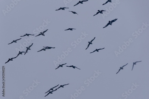 Flying birds in the storm, cape petrels in antarctic sea, Antarctica