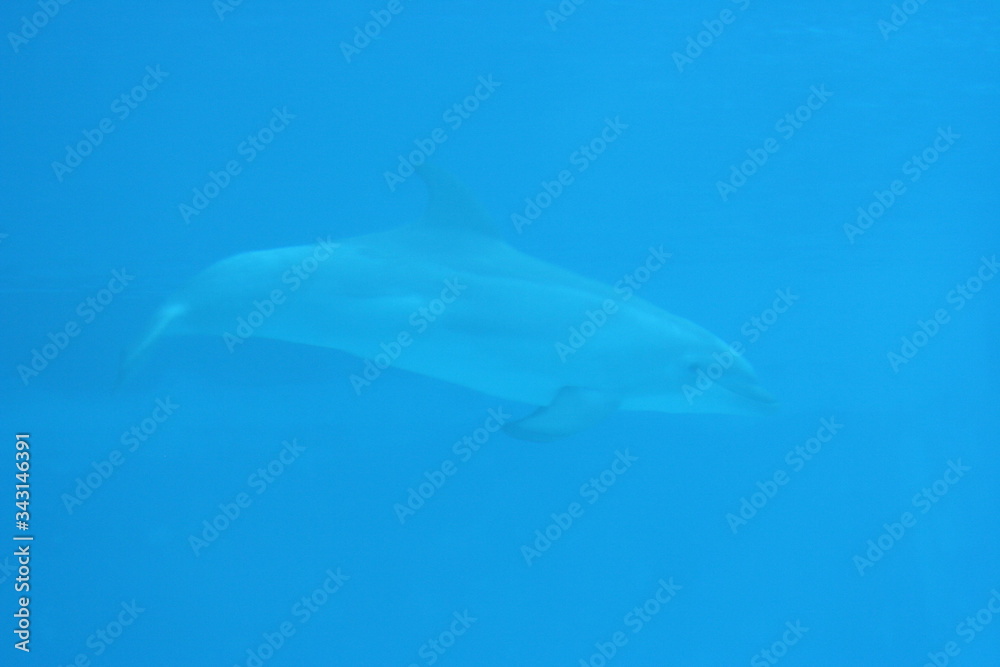 Dolphin through glass in Oltremare, Riccione