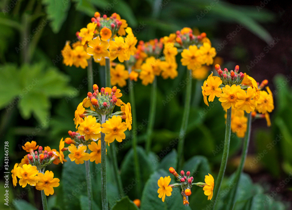 beautiful flowers in nature in the botanical garden beautiful flowers in nature in the botanical garden