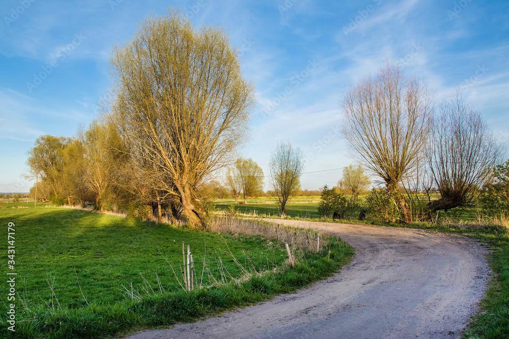 dirt road and trees, beautiful spring landscape dirt road and trees, beautiful spring landscape