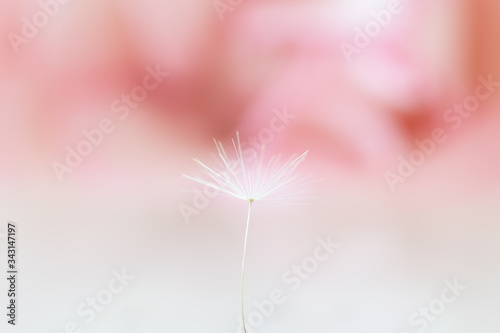 Fototapeta Naklejka Na Ścianę i Meble -  Dandelion seed water drops