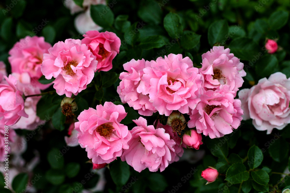 beautiful flowers in nature in the botanical garden