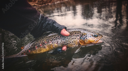 Brook trout in the hand of a fisherman.