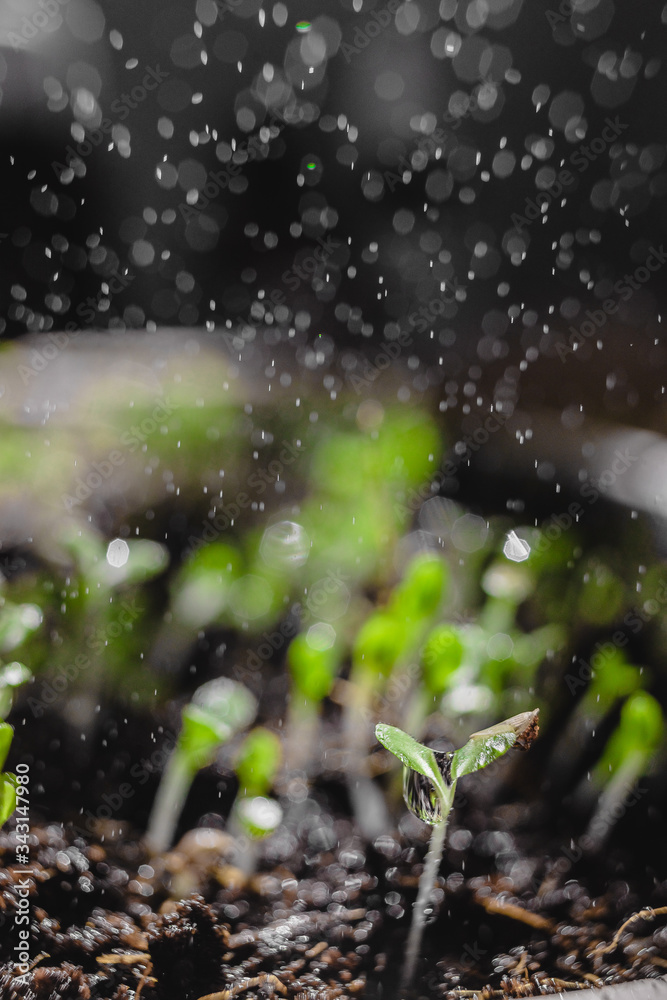 Urban Gardening, Growing Vegetables at Home, Arugula Baby Plants. healthy super food watering. raining spraying Urban Gardening, Growing Vegetables at Home, Arugula Baby Plants. healthy super food watering. raining spraying
