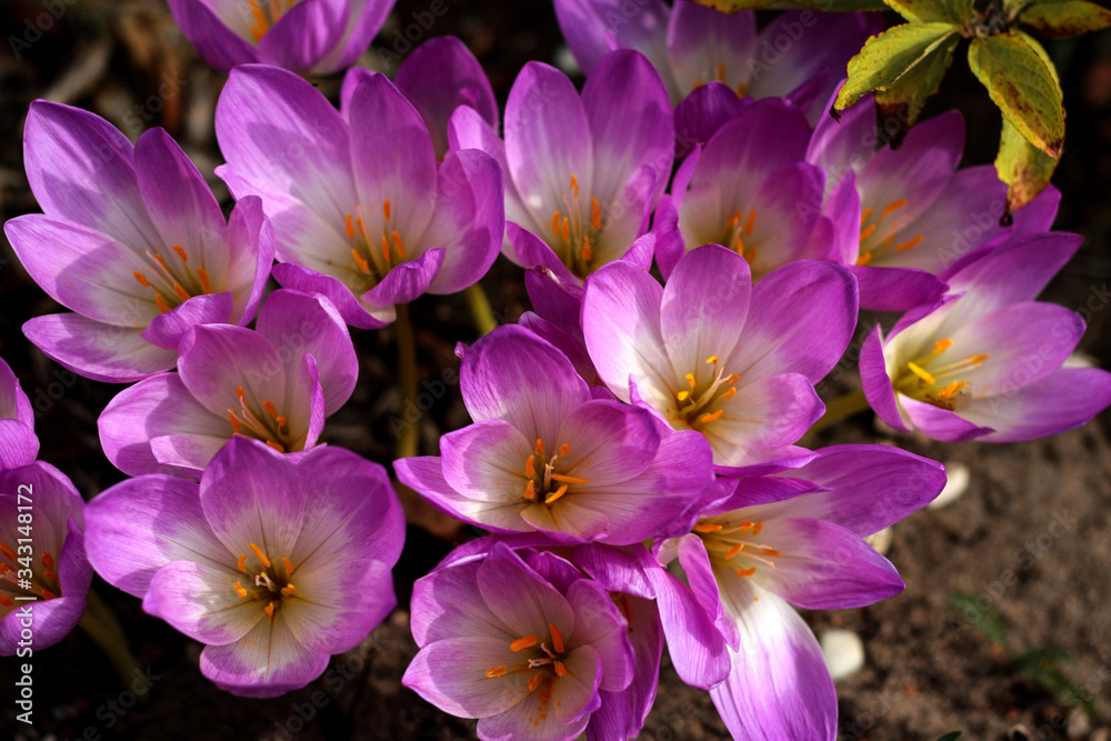 beautiful flowers in nature in the botanical garden beautiful flowers in nature in the botanical garden