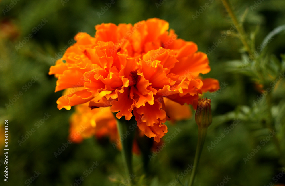 beautiful flowers in nature in the botanical garden