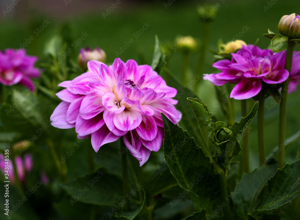 beautiful flowers in nature in the botanical garden beautiful flowers in nature in the botanical garden